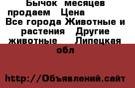 Бычок 6месяцев продаем › Цена ­ 20 000 - Все города Животные и растения » Другие животные   . Липецкая обл.